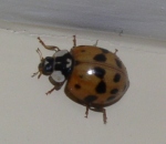 orange_ladybug
